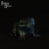 Frog Squish Medium Firmness