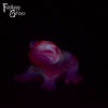 Frog Squish Medium Firmness