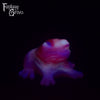 Frog Squish Medium Firmness