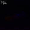WHOOPS! Medium Midnight Hour 00-30 Soft Firmness