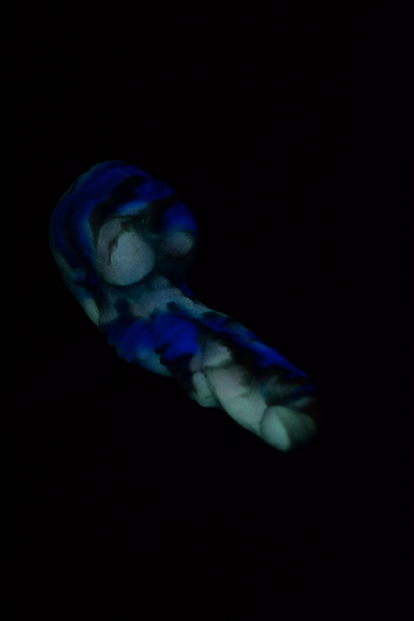 Small Jacobi 00-50 Medium Firmness