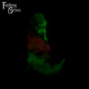 A fantasy sex toy on a black background with the Fantasy Grove logo in the upper left corner