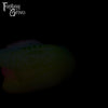 Pocket Size Basilisk 00-30 Soft Firmness