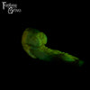 A fantasy sex toy on a black background with the Fantasy Grove logo in the upper left corner 