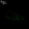 A fantasy sex toy on a black background with the Fantasy Grove logo in the upper left corner