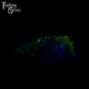 A fantasy sex toy on a black background with the Fantasy Grove logo in the upper left corner