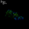 A fantasy sex toy on a black background with the Fantasy Grove logo in the upper left corner