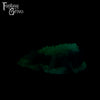 A fantasy sex toys on a black background with Fantasy Grove branding