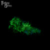 A fantasy sex toy on a black background with the Fantasy Grove logo in the upper left corner