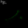 A fantasy sex toy on a black background with the Fantasy Grove logo in the upper left corner 