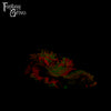 **COMING SOON** WHOOPS! Dryad's Touch 00-50 Medium Firmness
